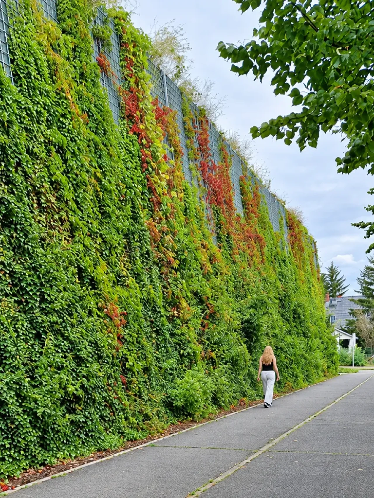 Ivyklädd gångväg i höstfärger